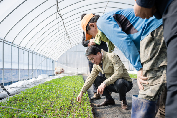 고추 상토 피해 농가에 육묘 공급-김돈곤 군수 현장 방문
