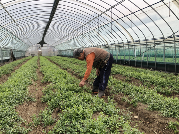 '청양 구기자 순' 재배 시설 모습