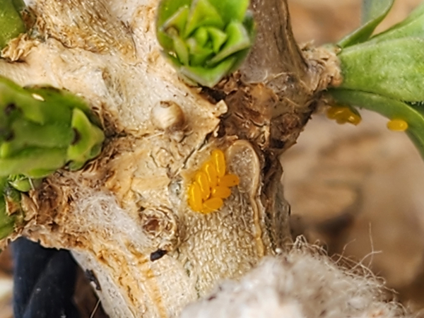 구기자 가지 열점박이잎벌레 알 산란