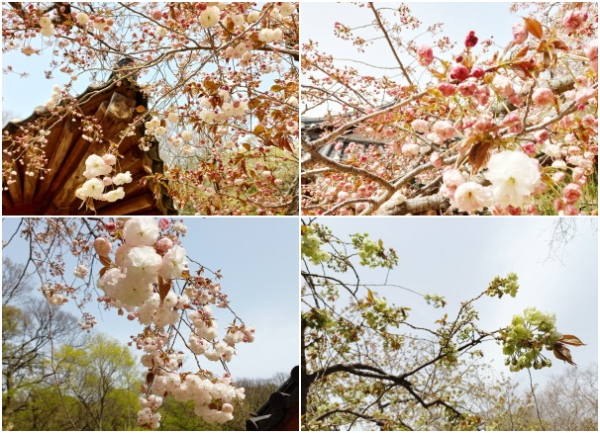 운산면 개심사에 겹벚꽃, 청벚꽃 개화 모습