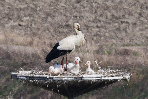 서산버드랜드 내 둥지에서 자라고 있는 황새 4남매