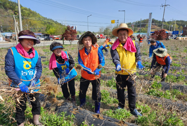 충청본부 이현철 재산지원처장(오른쪽 첫 번째)과 농협중앙회 대전본부 관계자들이 함께 농촌일손돕기 활동 중 고추대 뽑기를 하고 있다.