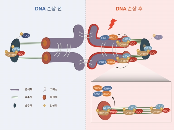 감수분열 동안 난자에서 일어나는 DNA 손상 복구 반응 모델
