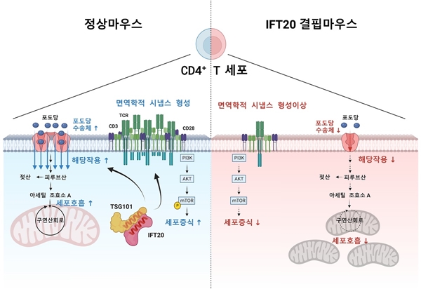 연구 요약도