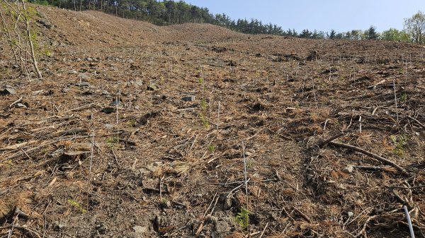 편백나무 명품 숲 조성지 모습