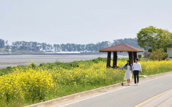 근흥면 유채꽃 만발 (용신리)