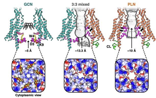 커넥신43 간극연접채널의 개폐 조절에 관여되는 모노버의 구조적 다양성