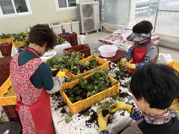 육묘 정식 모습