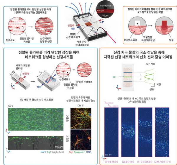 개발된 플랫폼의 모식도 및 정렬된 신경 네트워크의 형성과 이를 국소 부위 자극을 통한 네트워크의 신경 전달 조절