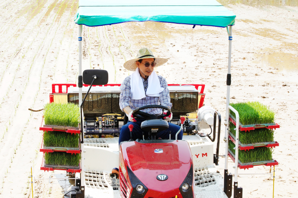 11일 이완섭 서산시장이 음암면 탑곡리 김기병 씨 농가에서 모내기 시연하는 장면