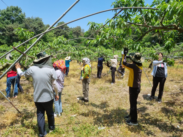 농촌일손돕기 봉사활동 모습