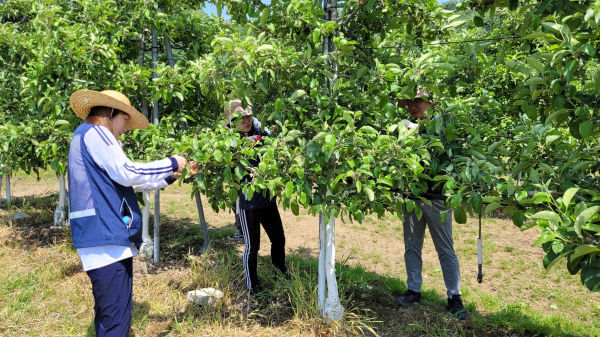 농촌봉사활동(사과열매 솎기작업)