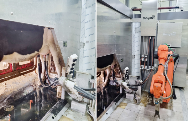 한국형 로봇착유기를 시범 도입하고 운산면 한 농가에서 사용하는 모습