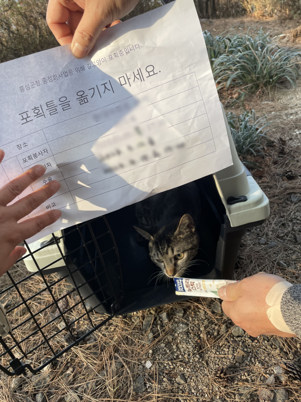 홍성군, 서부면 죽도에서 길고양이 중성화 수술 지원한다