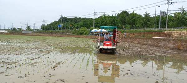 모내기 시연 모습