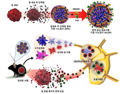 인공 면역원성 세포 사멸 지질 나노입자(AiLNP)를 이용한 암 면역 치료의 모식도