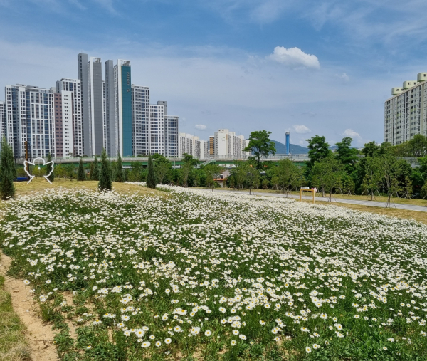 중촌근린공원 일원에 펼쳐진 샤스타데이지 모습