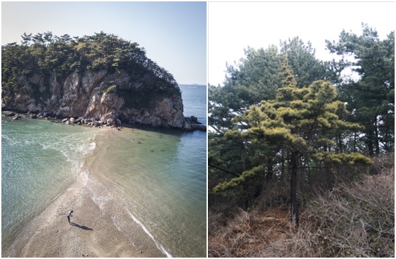 (좌) 삽시도 면삽지, (우)황금곰솔