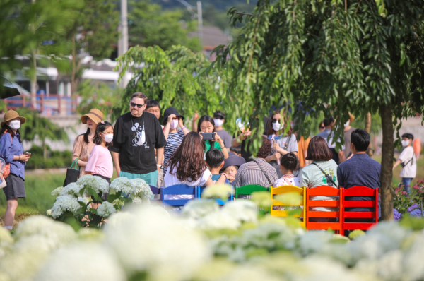 지난해 공주 유구색동수국정원꽃축제 사진