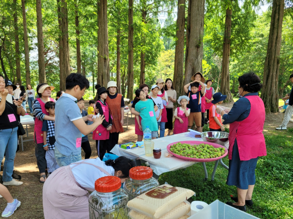 대전 서구 노루벌 적십자생태원에서 매실 수확체험 후 매실청 담그기 모습