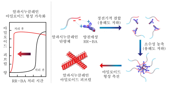 RR-BA에 의한 알파시누클레인 아밀로이드 피브릴 형성 촉진 기전