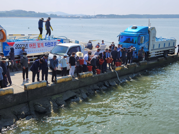 충남도가 서해 특산종인 어린 꽃게를 방류하고있다