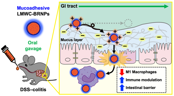 점막부착성 나노입자 키토산-빌리루빈 나노입자