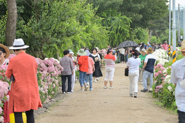 ​"공주 유구색동수국정원 꽃 축제" 개막 현장 모습​