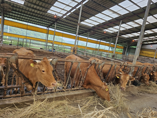 한우 번식우 사육 농가 전경
