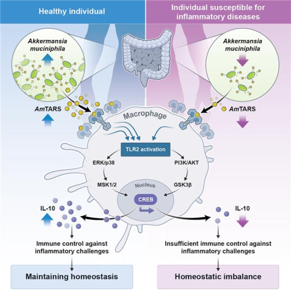 건강인(왼쪽)과 염증성 면역질환에 걸리기 쉬운 비건강인(오른쪽)의 장내 아커만시아 뮤시니필라 기능 비교