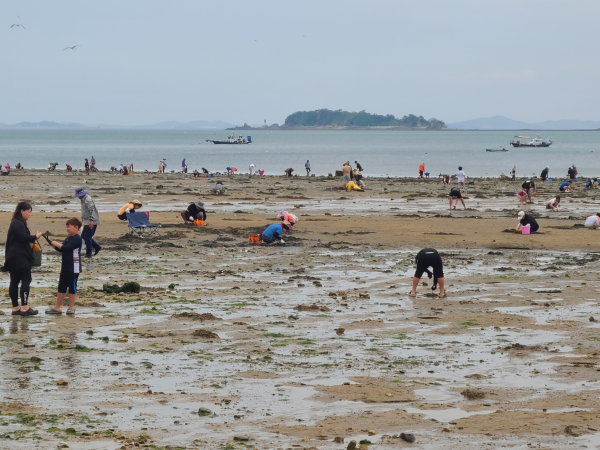 왜목마을 해수욕장 갯벌 전경 등