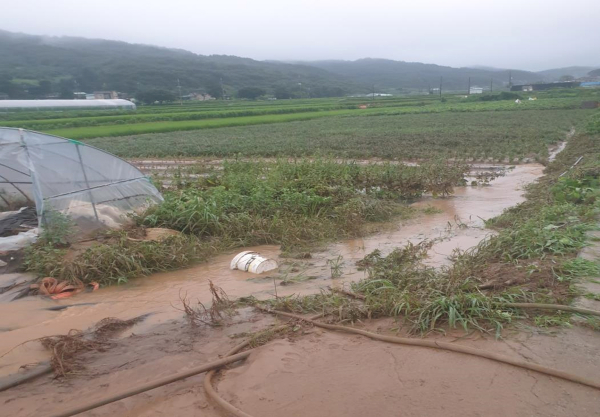 장마철 피해 방지 농작물 관리 당부