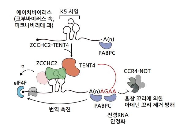 RNA 스크리닝으로 찾은 K5 서열의 작용 메커니즘
