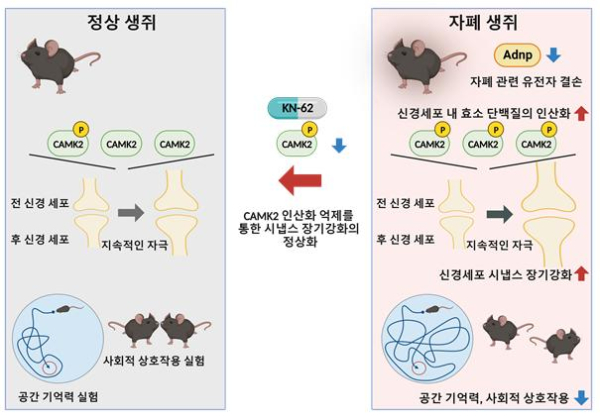 ADNP 결손 자폐 생쥐의 시냅스 이상과 회복 설명도