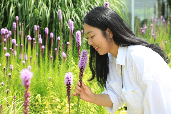 리아트리스 꽃 향기를 맡는 탐방객