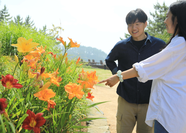 활짝 핀 원추리 꽃을 보는 탐방객