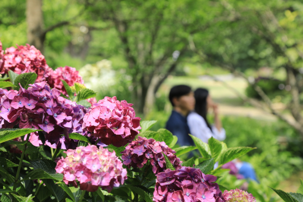 자주빛 수국이 활짝 폈다.