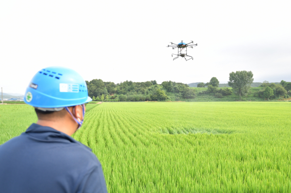 벼 병행충 항공방제 모습