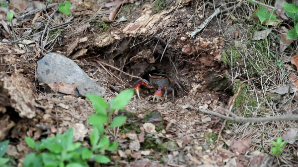 난지섬 관광지 (도둑게)