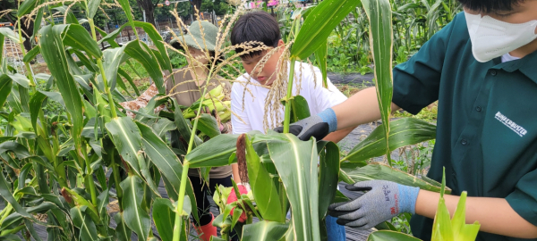 14일 대전교육연수원 부설 꿈나래교육원에서 `텃밭 수확물 나눔` 행사
