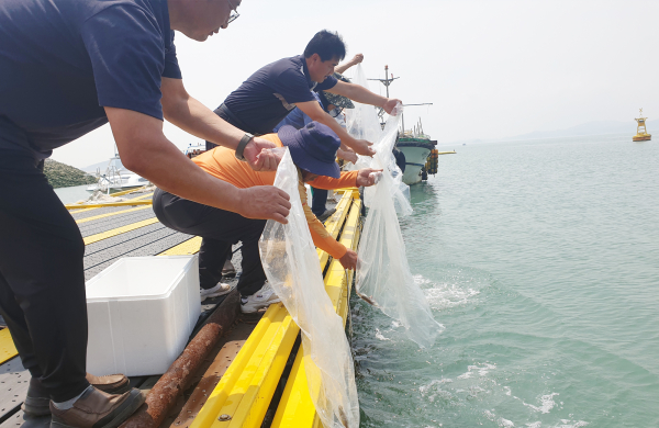 20일 서산시와 대산읍 오지어촌계 관계자는 벌말항 일원에서 조피볼락 치어 37만 마리를 방류했다
