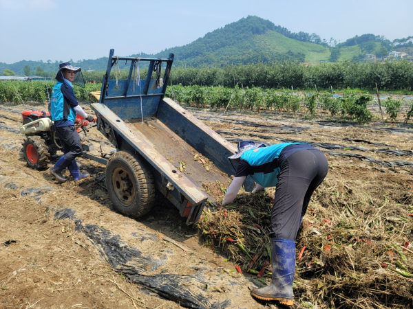 21일 충북 괴산군 칠성면에서 수해 피해 농가에 대민 지원하고 있다.