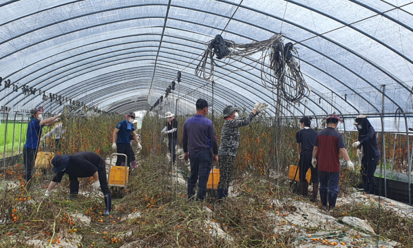 농업 재해 농가 일손돕기 모습