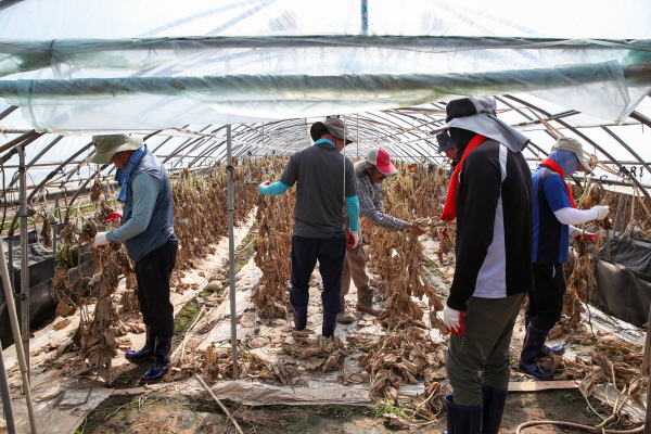 28일 공주시 자원봉사 활동 사진