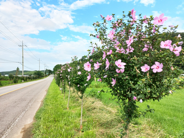 ‘영원히 피고 지지 않는’ 순국선열의 기개와 얼을 닮은 무궁화 만개