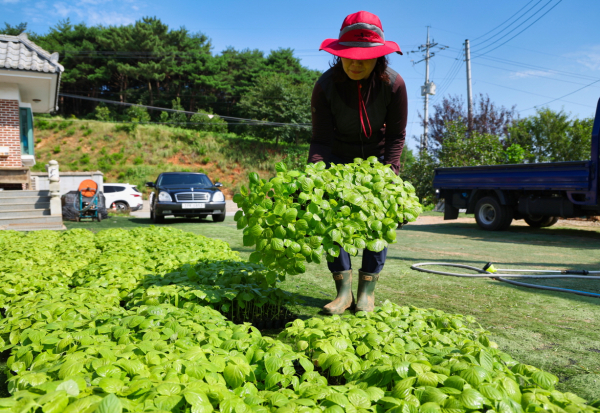지난 28일 안면읍 정당리의 잎들깨 종자 생산단지에서 잎들깨 우량종구 생산용 종자를 관리하는 모습.