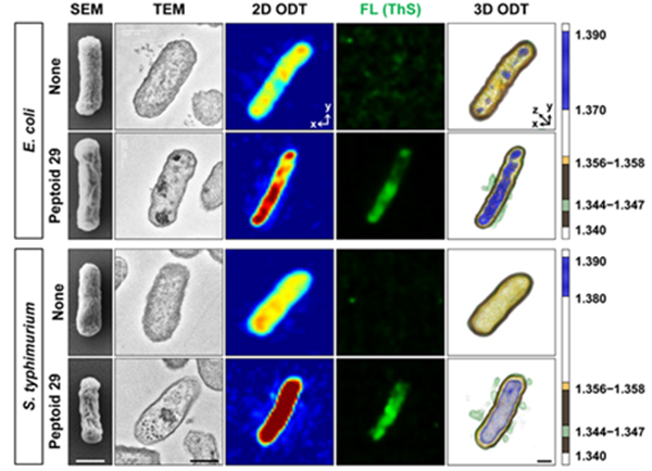 그람 음성균에 대한 항균 펩토이드 치료제의 다중타겟 메커니즘 효과 교차 검증