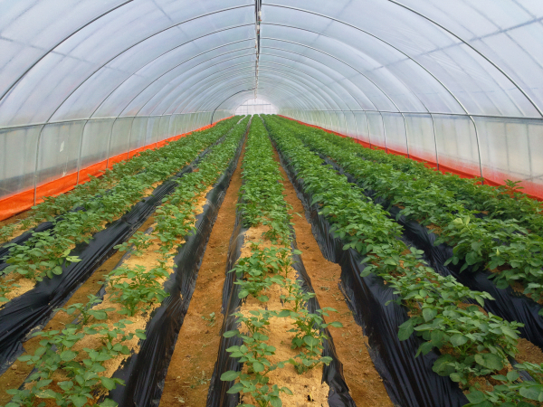 겨울철 시설하우스 감자재배