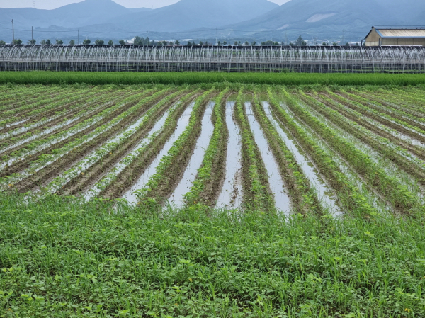 집중호우에 침수된 논콩재배 농지