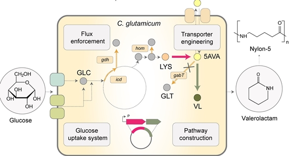 나일론-5 단량체인 발레로락탐 생산 미생물 개발 전략